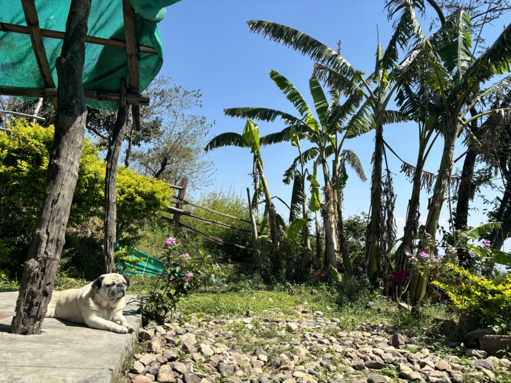 Banana palms and flowering shrubs in the garden at Lodge at Pong, with a pug resting in the shade