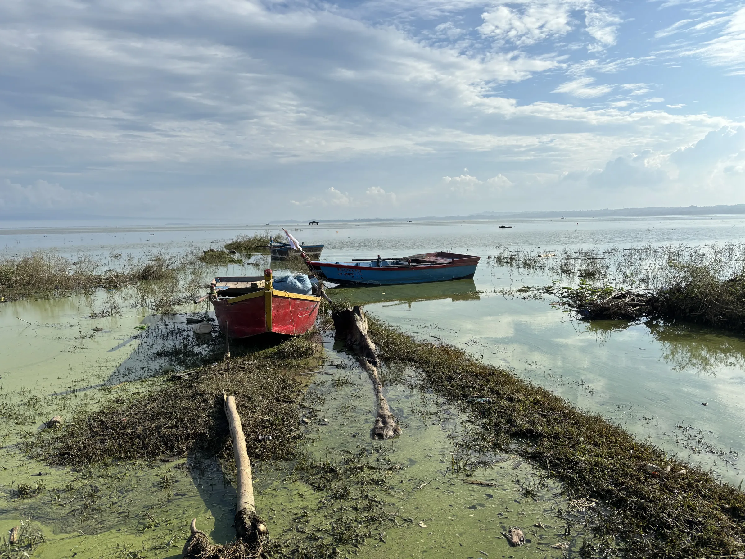 Red and blue wooden boats moored in the shallows of the Pong reservoir near Nagrota Surian