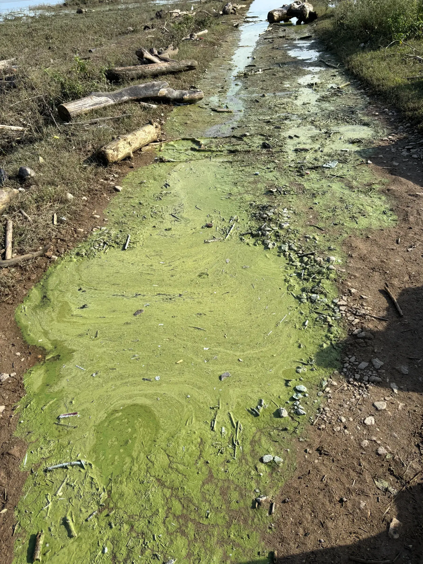 Bright green algal bloom across a pool of standing water on the exposed lakebed