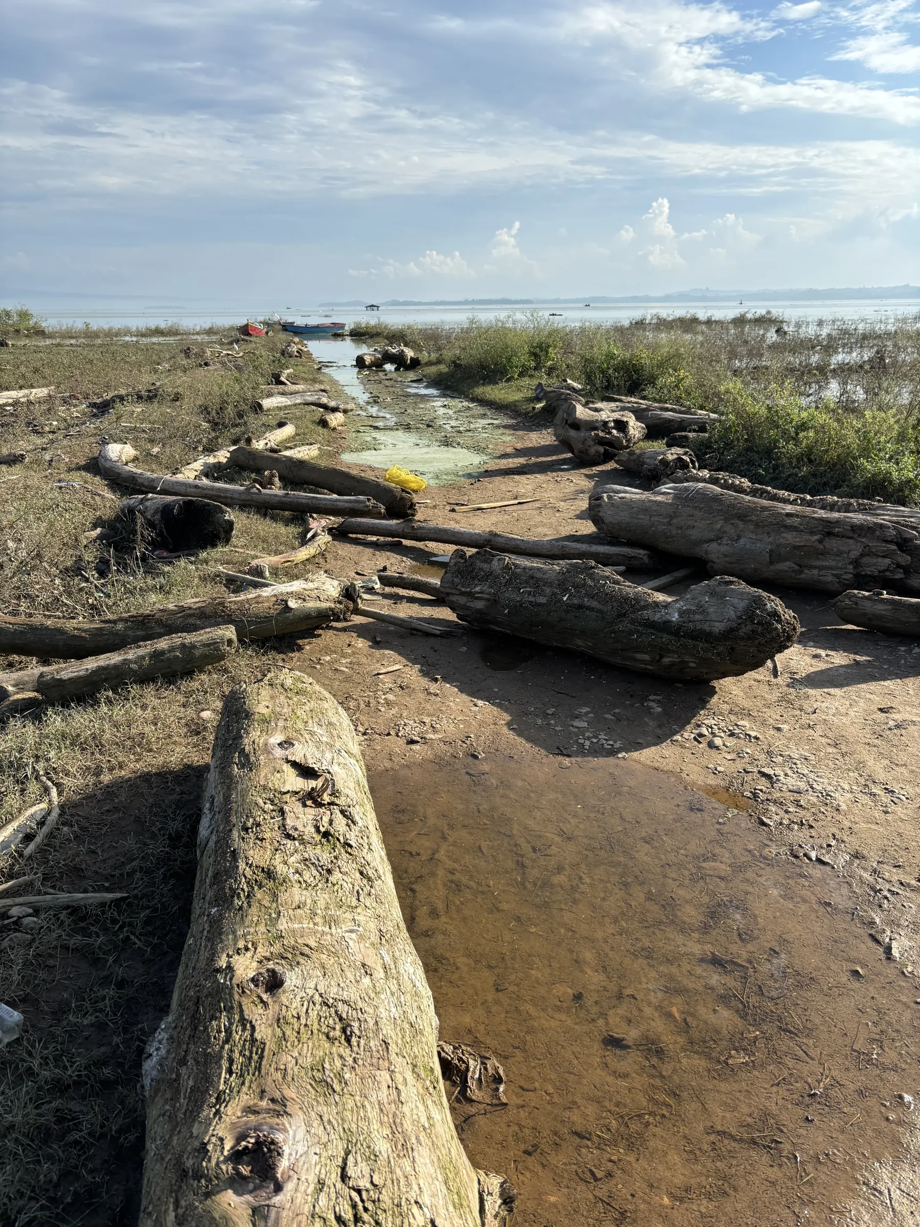 Driftwood logs stranded on the dried silt of the Pong reservoir bed