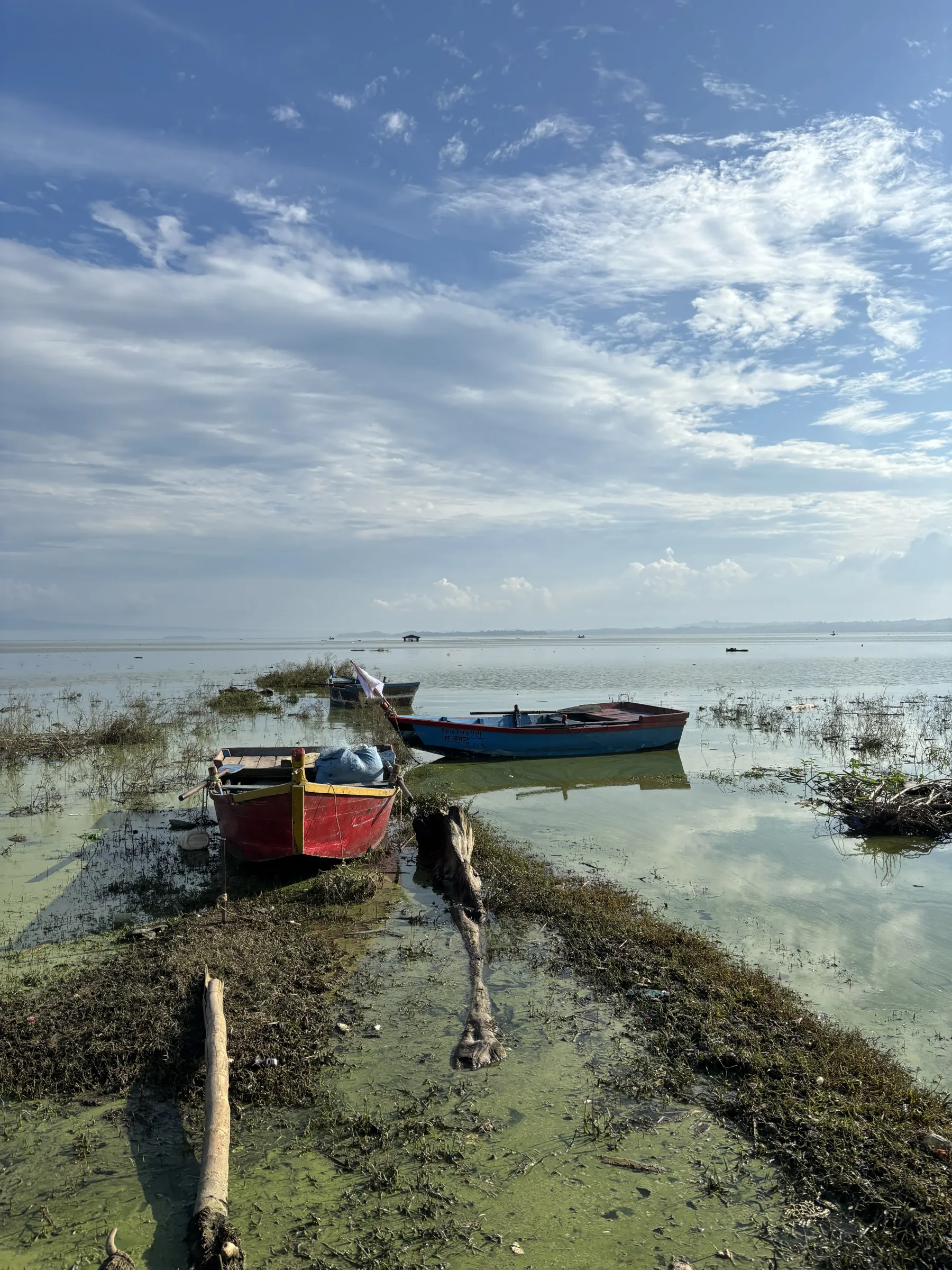 Two wooden boats pulled up in weed-filled shallow water at the edge of the Pong Dam lake
